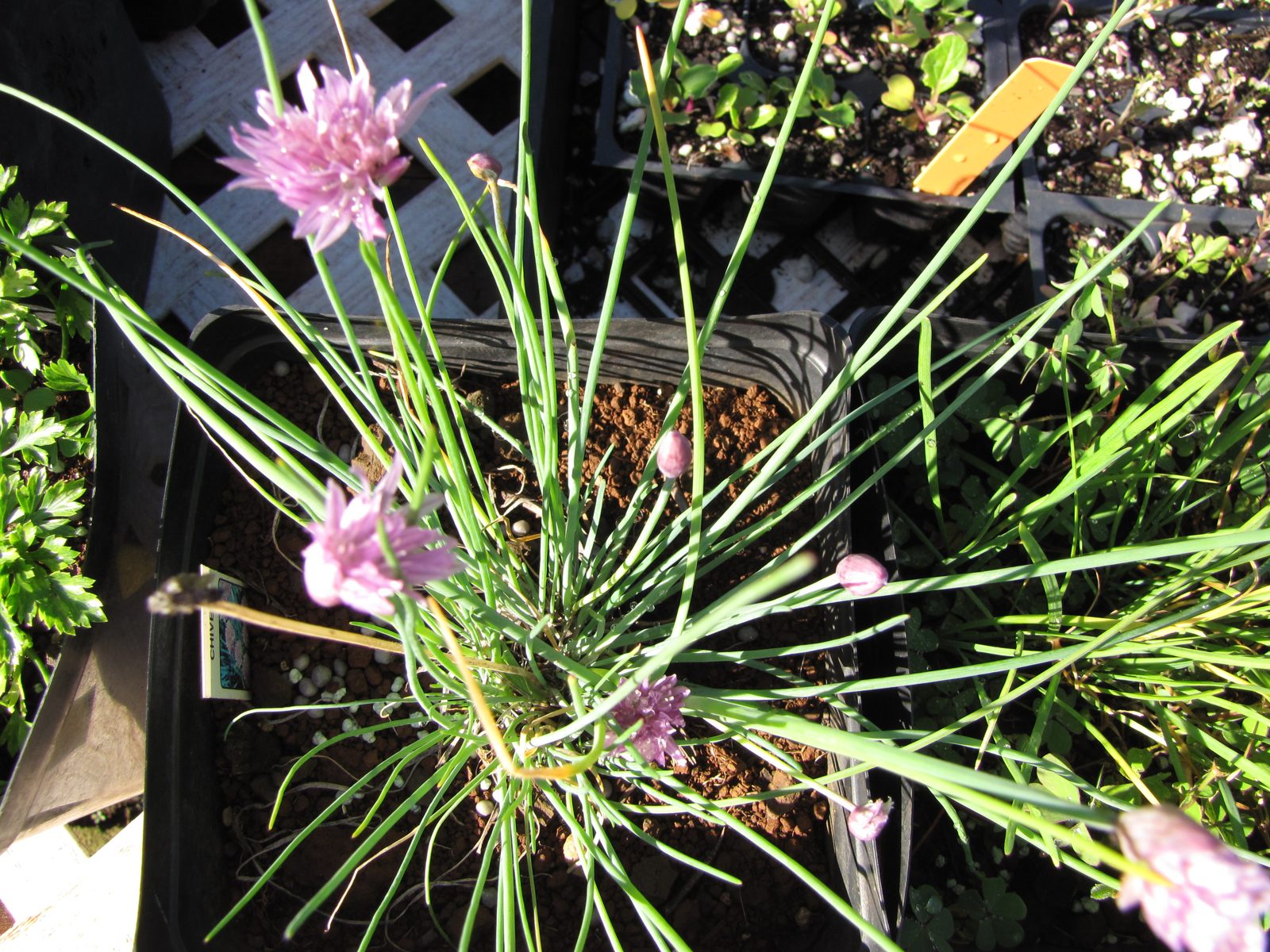 Chives growing in a pot