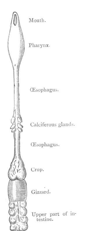 Darwin's Figure 1: labeled diagram of an earthworm's digestive canal from mouth, pharynx and oesophagus to calciferous glands, crop, gizzard and upper intestine