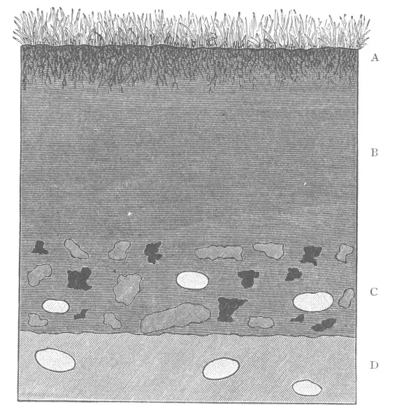 Darwin's Figure 5: a cross-section of a field showing turf on top, a band of stone-free dark mould, a layer with buried cinders and pebbles, and subsoil below