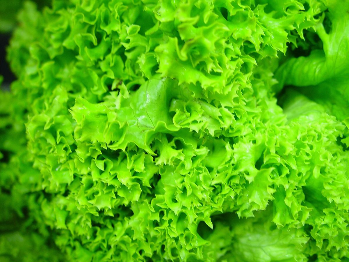 Hydroponic lettuce leaves