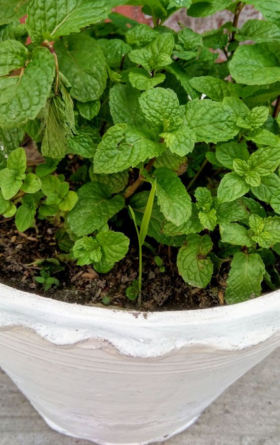 Fresh mint growing indoors