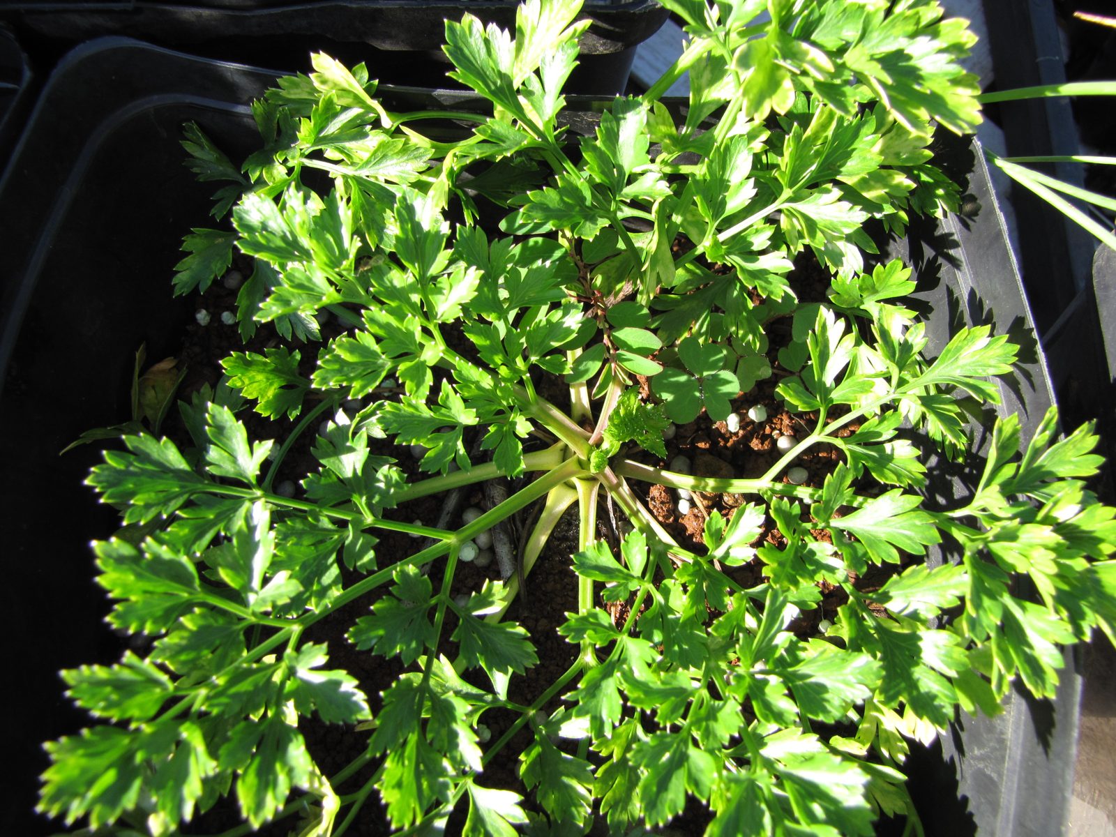 Parsley growing in a pot
